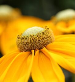 Gashi Gartendesign GmbH